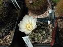 Gymnocalycium leeanum